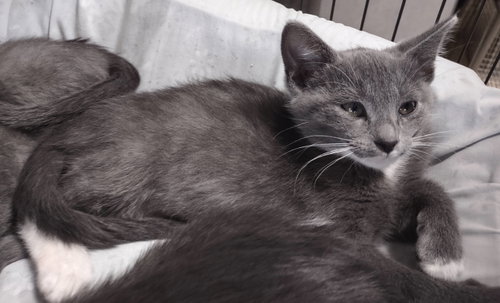 Anne Hathaway, an adoptable Domestic Short Hair in Albemarle, NC
