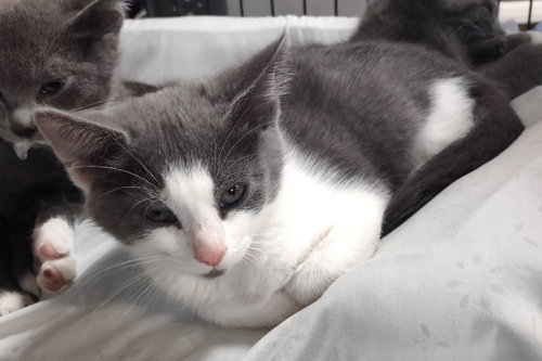 Meryl Streep, an adoptable Domestic Short Hair in Albemarle, NC