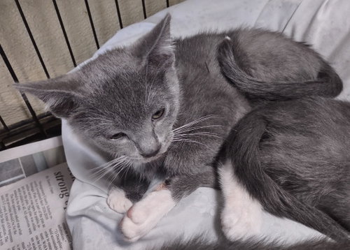 Stanly Tucci, an adoptable Domestic Short Hair in Albemarle, NC