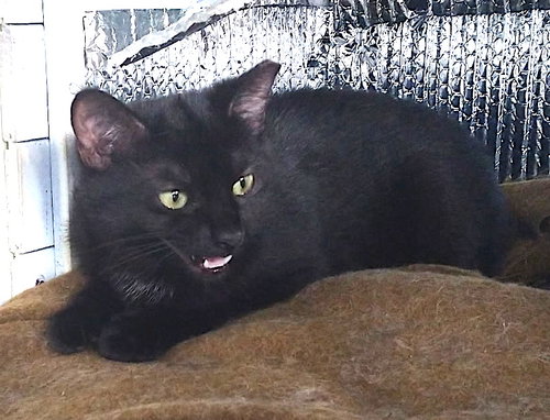 Maisey, Max and Milo, an adoptable Domestic Short Hair in Albemarle, NC