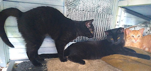 Photo 4 of Maisey, Max and Milo