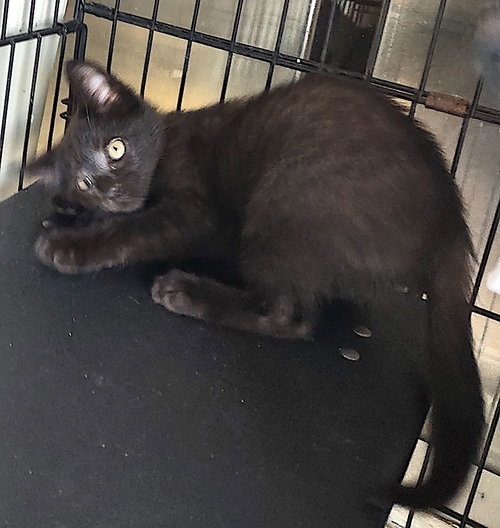Norman, an adoptable Domestic Short Hair in Albemarle, NC