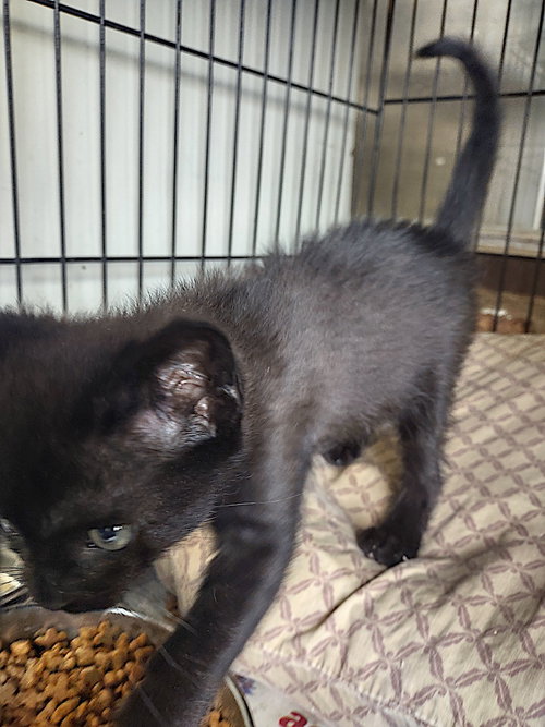 Wylie, an adoptable Domestic Short Hair in Albemarle, NC