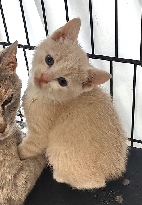 Penny Lane, an adoptable Manx in Albemarle, NC