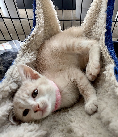 Penny Lane, an adoptable Manx in Albemarle, NC