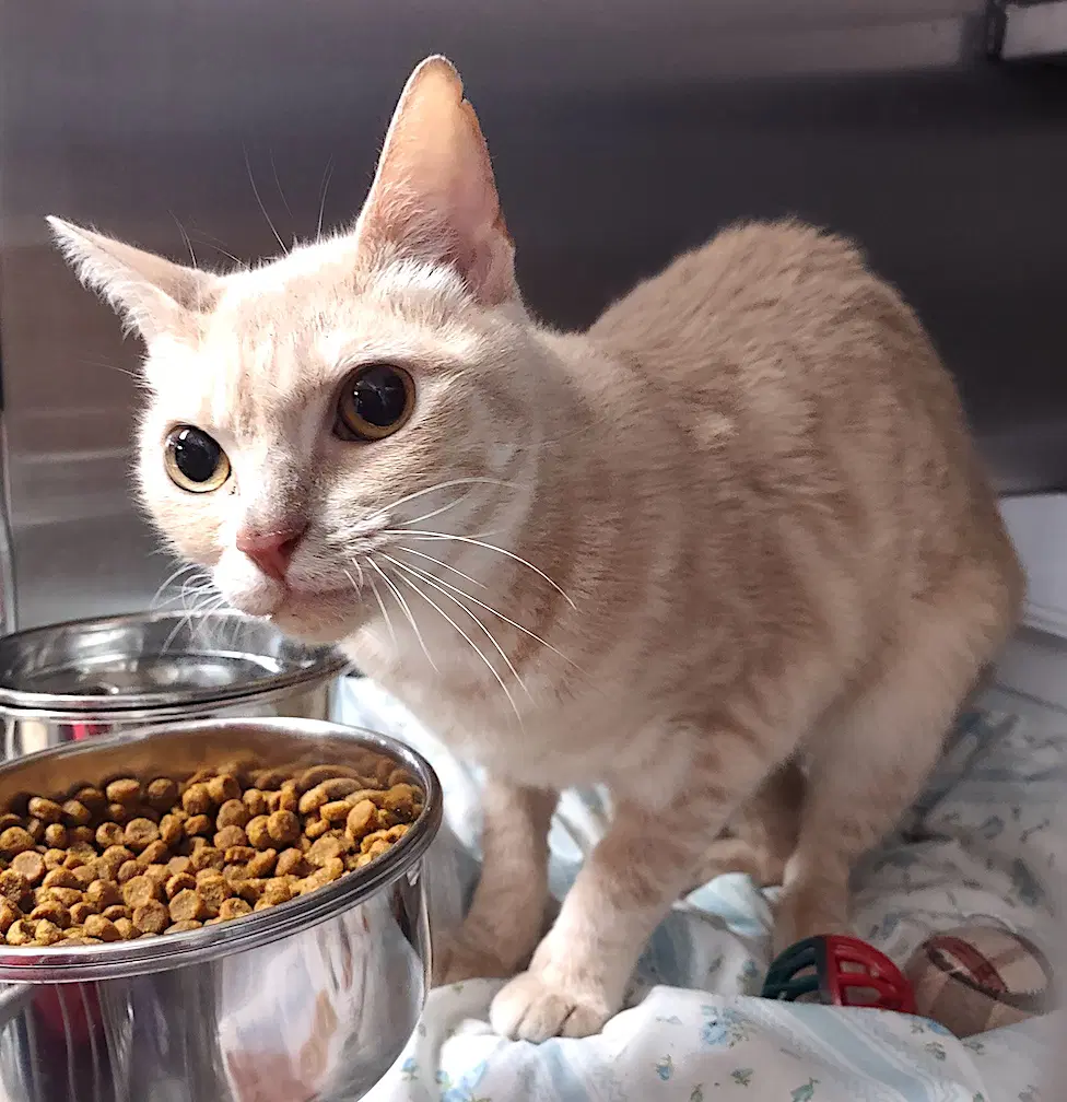Tic Toc - Domestic Short Hair