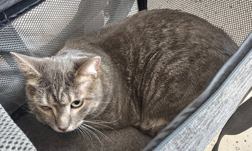Winston, an adoptable Domestic Short Hair in Albemarle, NC