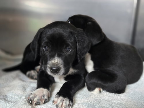 Toru, an adoptable Labrador Retriever in Albemarle, NC