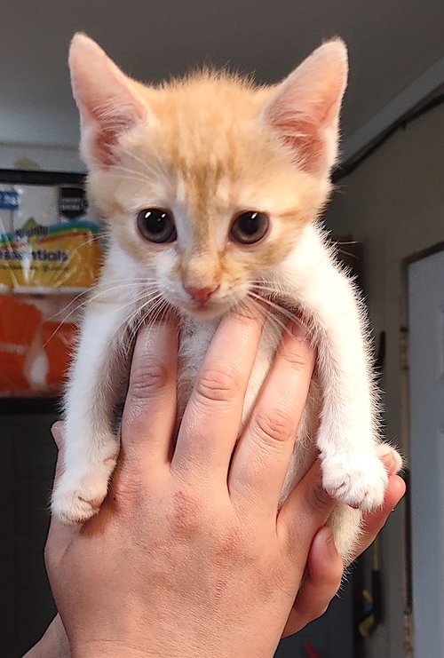 Birdie, an adoptable Domestic Short Hair in Albemarle, NC