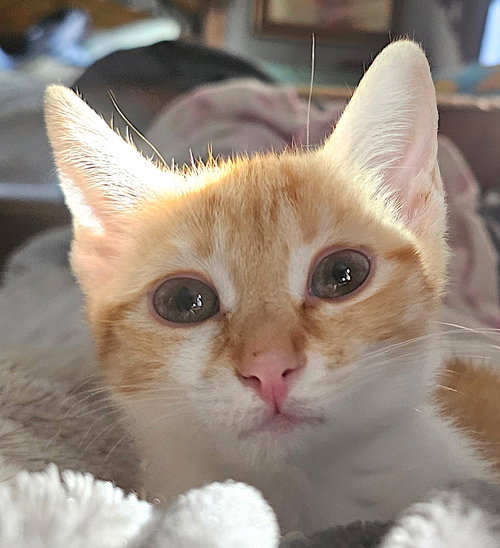 Birdie, Baby Domestic Short Hair / Mixed (short coat), cat for adoption in Concord, North Carolina