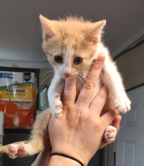 Merida, an adoptable Domestic Short Hair in Albemarle, NC