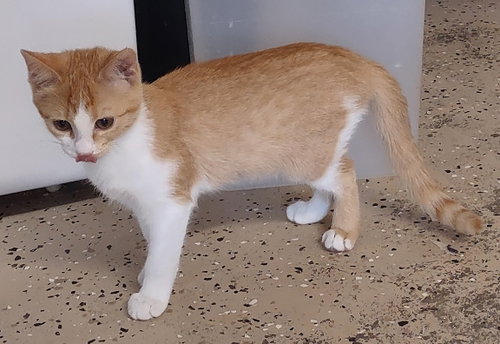 Merida, an adoptable Domestic Short Hair in Albemarle, NC