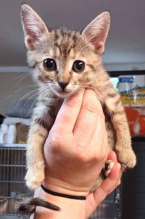 Vivi, an adoptable Domestic Short Hair in Albemarle, NC