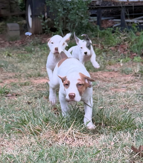 Lux, an adoptable Pointer in Albemarle, NC