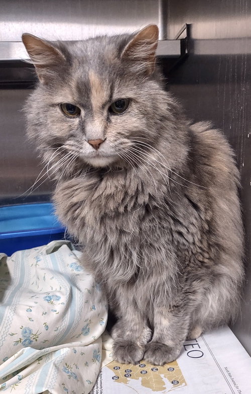 Bree, an adoptable Domestic Long Hair in Albemarle, NC