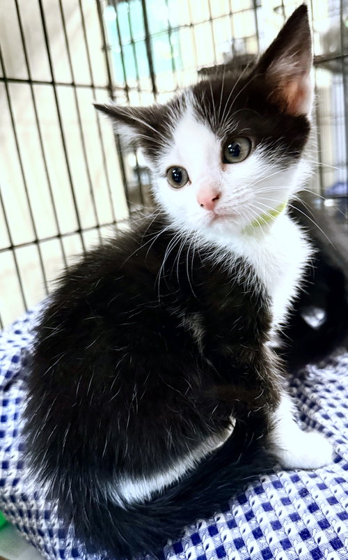 Clara, an adoptable Domestic Short Hair in Albemarle, NC