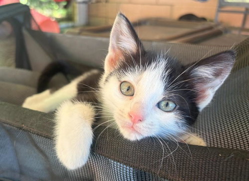 Clara, Baby Domestic Short Hair / Mixed (short coat), cat for adoption in Concord, North Carolina