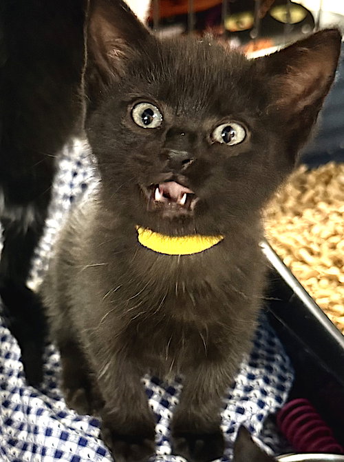 Elvie, an adoptable Domestic Short Hair in Albemarle, NC