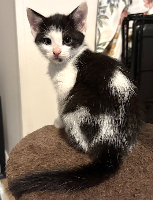 Lovey, an adoptable Domestic Short Hair in Albemarle, NC