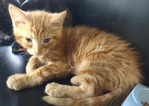 Axel, Baby Domestic Short Hair / Mixed (short coat), cat for adoption in Concord, North Carolina