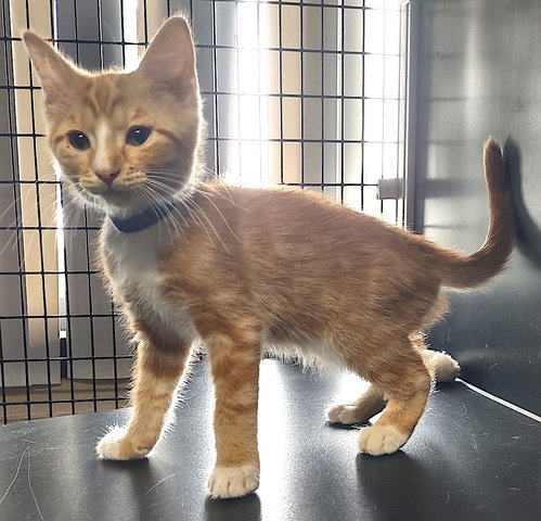 Gunner, Baby Domestic Short Hair / Mixed (short coat), cat for adoption in Concord, North Carolina