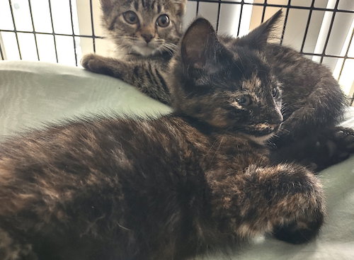 Belladonna, Baby Domestic Short Hair / Mixed (short coat), cat for adoption in Concord, North Carolina