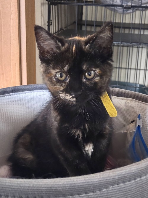 Benedetta, Baby Domestic Short Hair / Mixed (short coat), cat for adoption in Concord, North Carolina