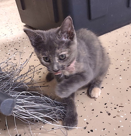 Blythe, Baby Domestic Short Hair / Mixed (short coat), cat for adoption in Concord, North Carolina