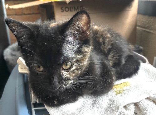 Bonita, Baby Domestic Short Hair / Mixed (short coat), cat for adoption in Concord, North Carolina