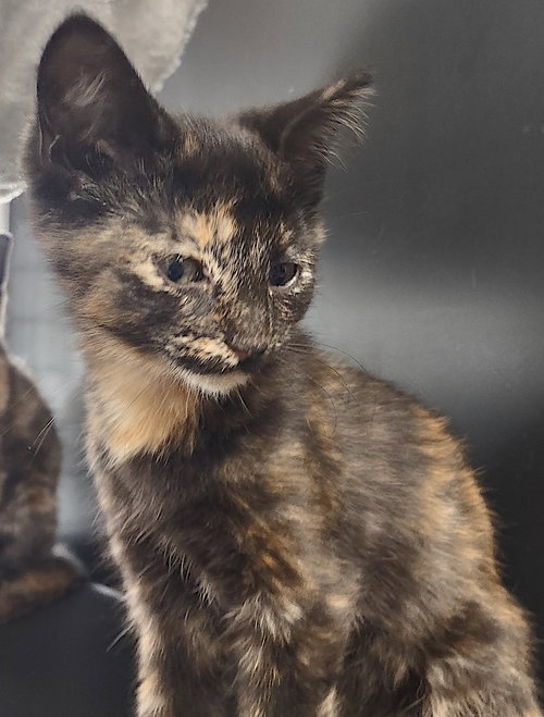 Heaven, Baby Domestic Short Hair / Mixed (short coat), cat for adoption in Concord, North Carolina