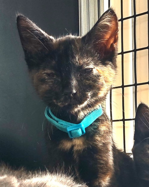Seraphina, Baby Domestic Short Hair / Mixed (short coat), cat for adoption in Concord, North Carolina