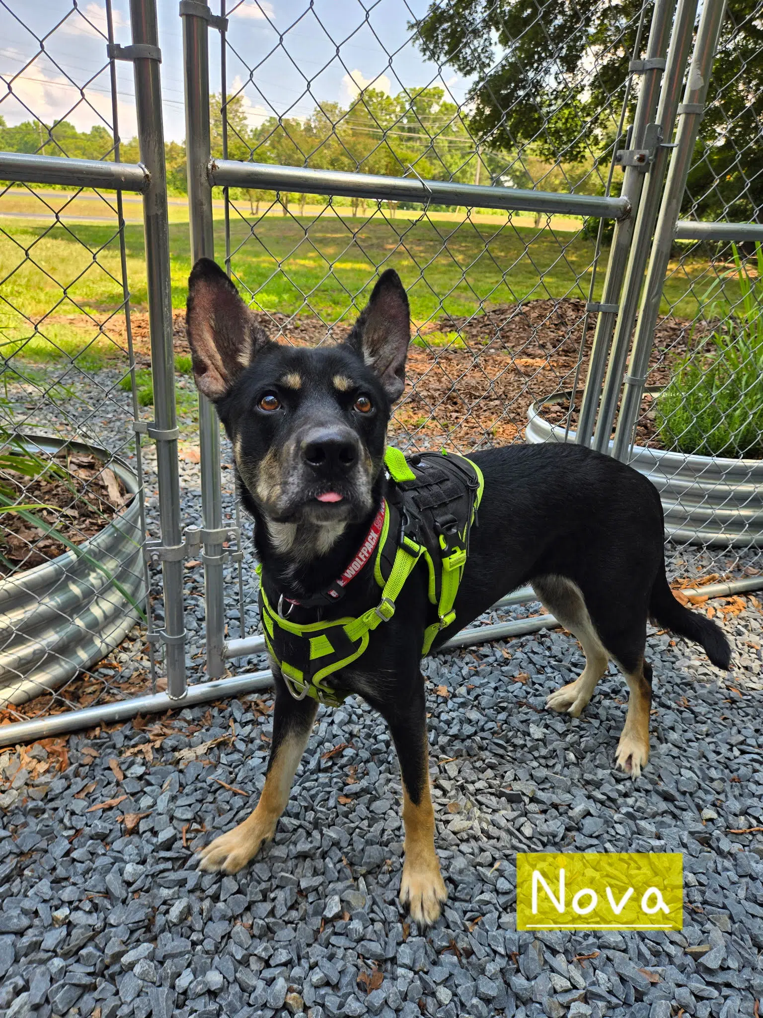 Nova - German Shepherd Dog