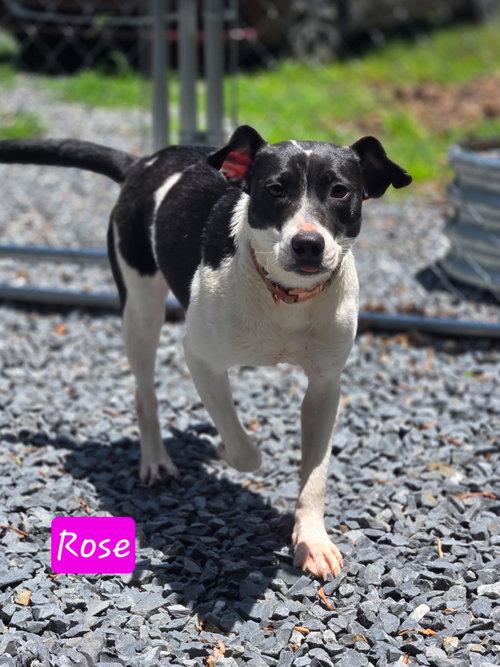 Rose
