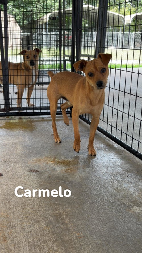 Carmelo