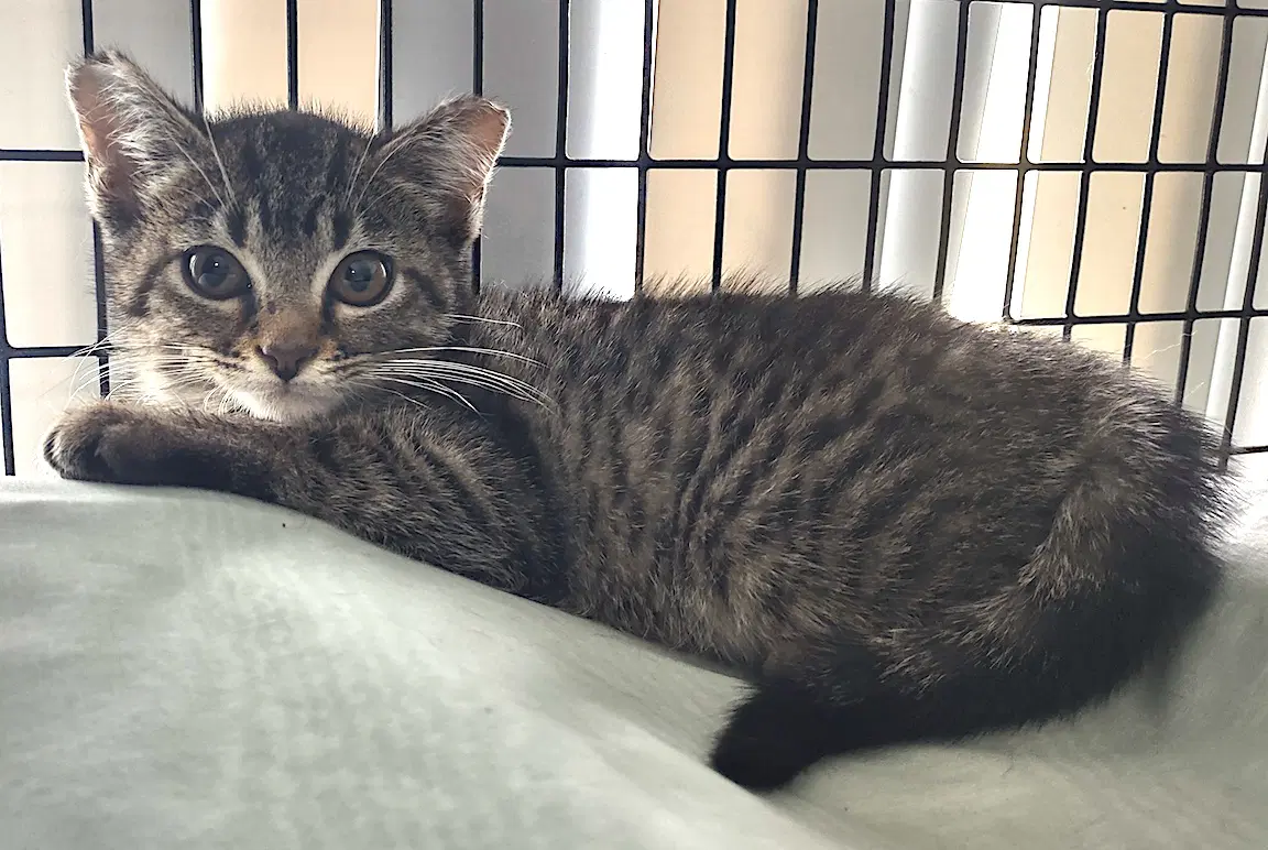 Feleena - Domestic Short Hair