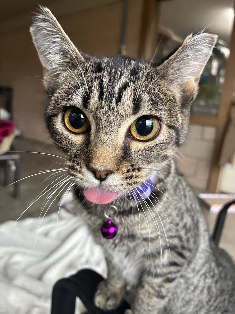 Feleena - Domestic Short Hair