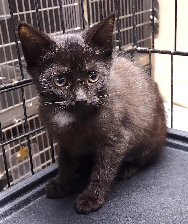 Blakely - Domestic Short Hair