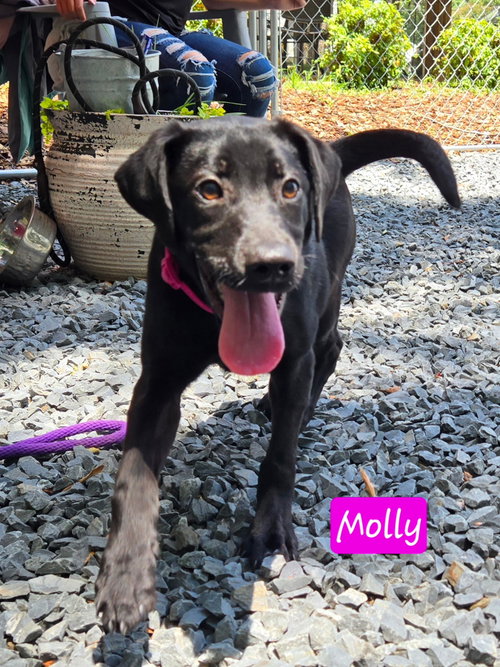 molly
