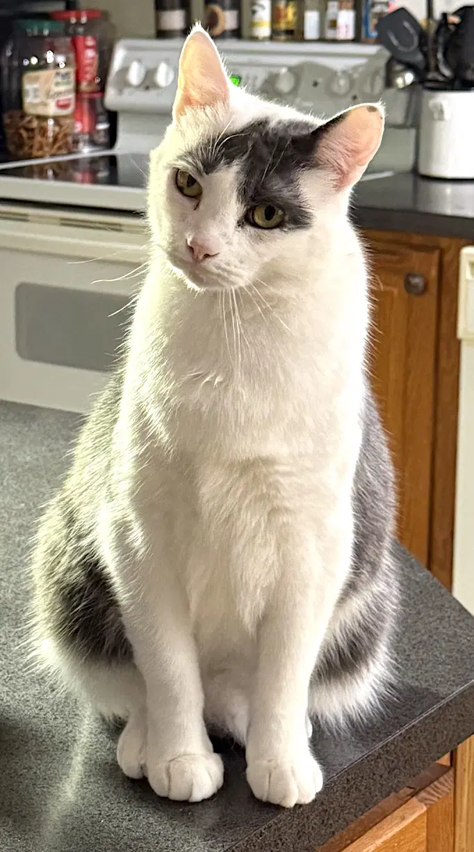 Gus - Domestic Short Hair
