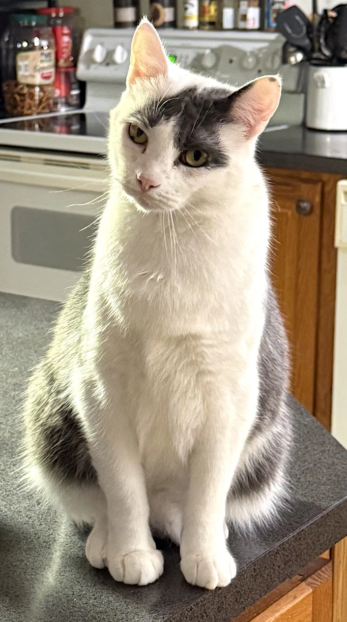 Gus