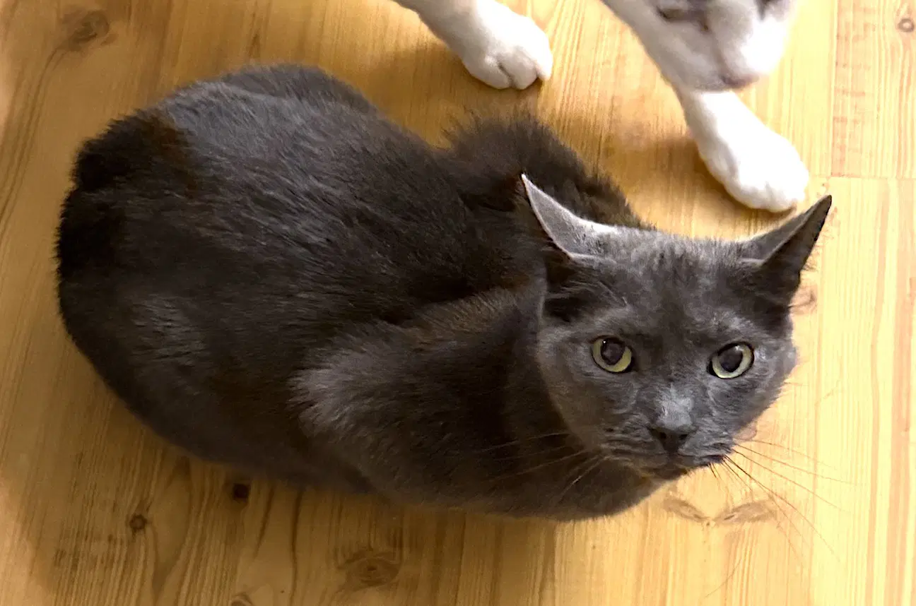Peppy - Domestic Short Hair