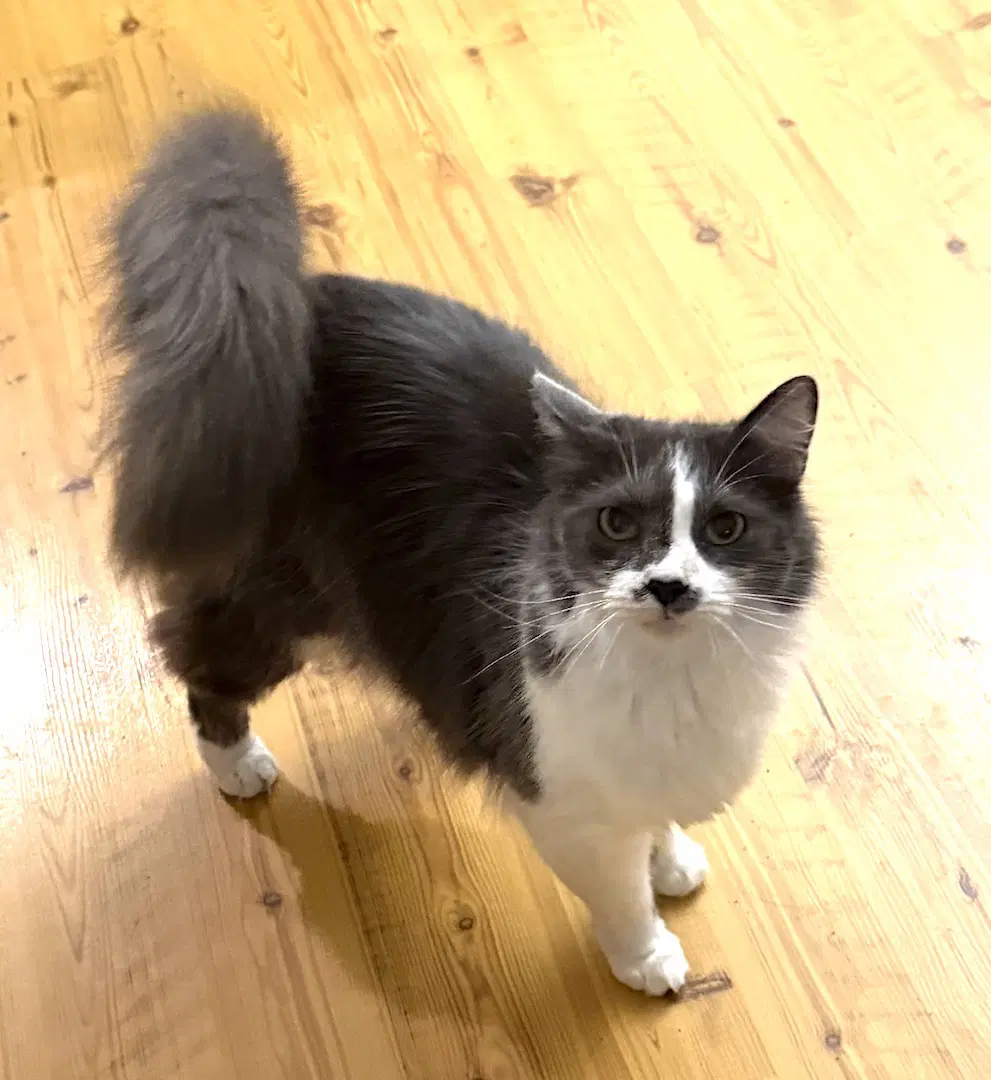 Sammy - Domestic Short Hair