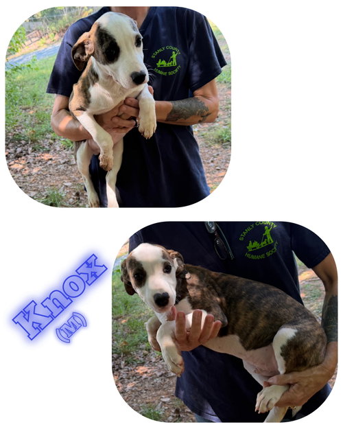 Knox, an adoptable American Pit Bull Terrier in Albemarle, NC