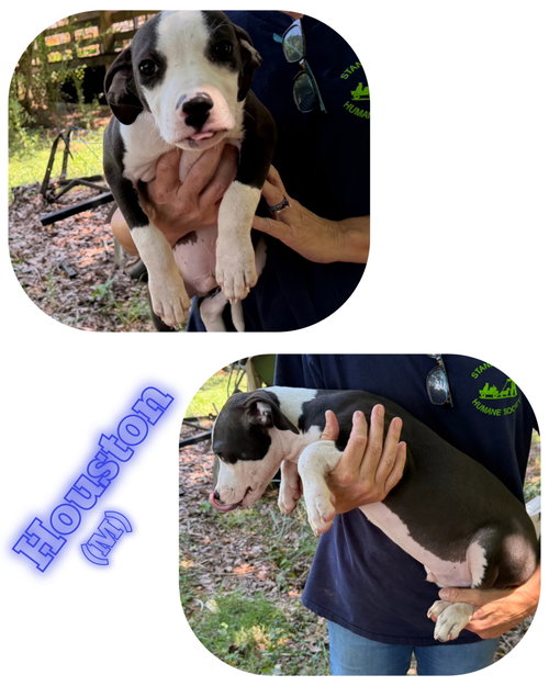 Houston, an adoptable American Pit Bull Terrier in Albemarle, NC
