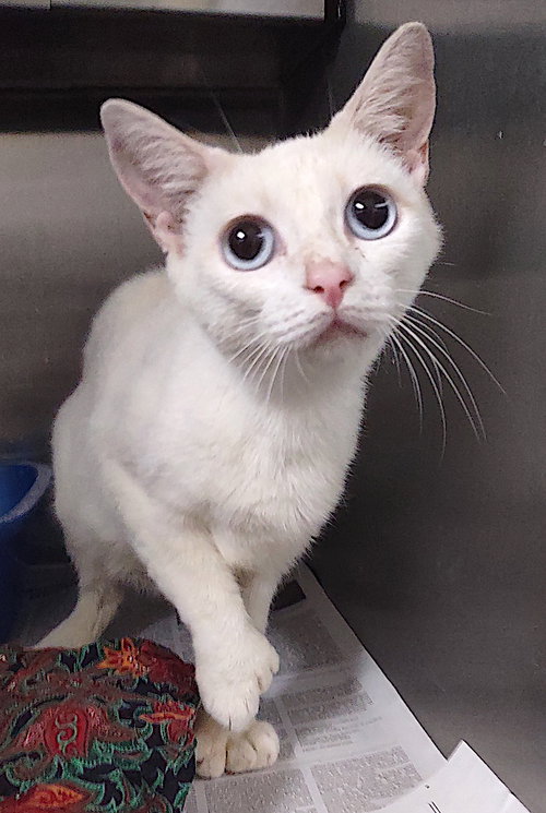 Lotus, an adoptable Siamese in Albemarle, NC