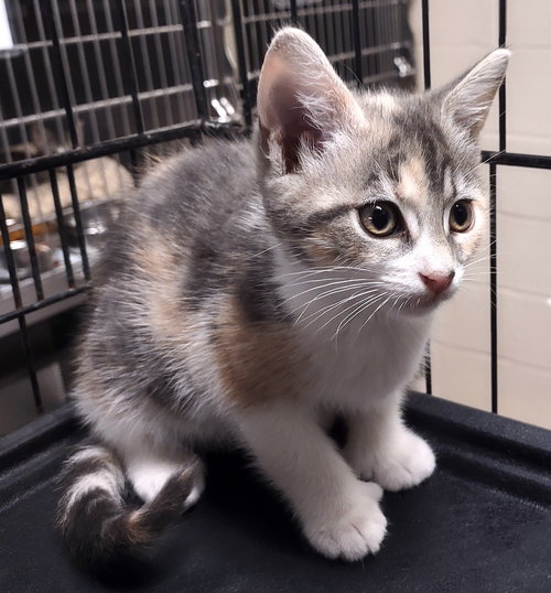 Dahlia, an adoptable Calico in Albemarle, NC