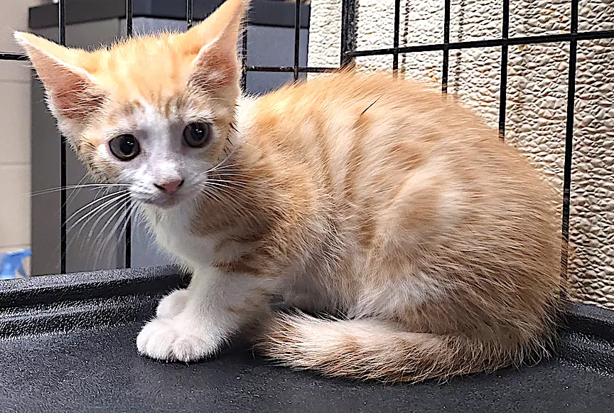 Flora - Domestic Short Hair