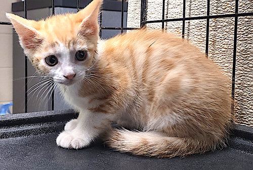 Flora, an adoptable Domestic Short Hair in Albemarle, NC