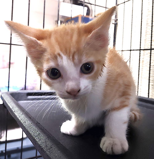 Flora photo 2