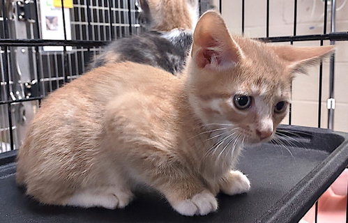 Oleander, an adoptable Domestic Short Hair in Albemarle, NC